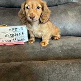 Ruby - Brindle female Dachshund puppy in Stuart, Iowa from Johnson Family Paws