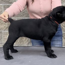 RED COLLAR Girl 3 - Black Cane Corso puppy in Mercer, Pennsylvania from Midnight Cane Corso USA