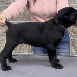 RED COLLAR Girl 3 - Black Cane Corso puppy in Mercer, Pennsylvania from Midnight Cane Corso USA