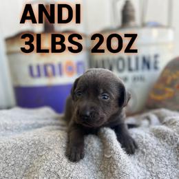 Andi - Charcoal female Dilute Retriever puppy in Puyallup, Washington from 12 Door Farm Labradors