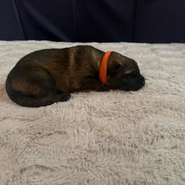 Orange - Sable female German Shepherd puppy in Andalusia, Alabama from Keisha's German Shepherds