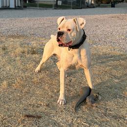 Leo - Boxer