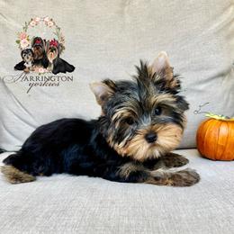 Cade - Black and tan male Yorkshire Terrier puppy in Statesboro, Georgia from Harrington Yorkies