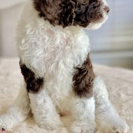 Labradoodle Puppies from I Love U Back Labradoodles, LLC