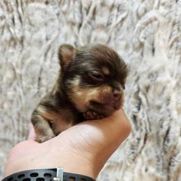 Clarice's chocolate, tan - Chocolate and tan female Chihuahua puppy in Richmond, Virginia from Breens