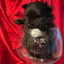 Navy - Black parti male Pomeranian puppy in Scio, Oregon from Mac Daddy Poms