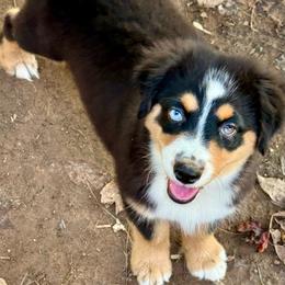 Maeve - Black tri female Miniature Australian Shepherd puppy in Patterson, North Carolina from DreamLine Aussies