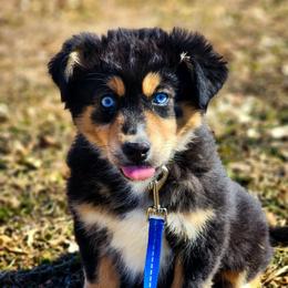 Tiana - full tail - Black tri female Miniature Australian Shepherd puppy in Mc Alester, Oklahoma from Angel's Aussies
