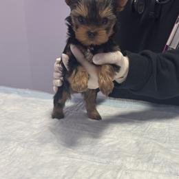 Yorkshire Terrier Puppies from Heaven_sent_toy_yorkies