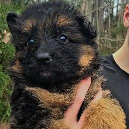 Red Collar - Male - Black and red male German Shepherd puppy in Charlotte, North Carolina from Zuflucht K9s