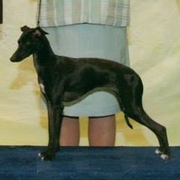 Italian Greyhounds from Noblewinds