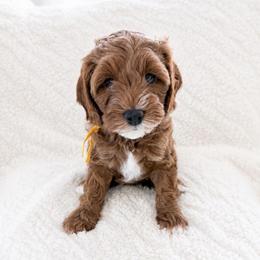 Ruth aka Suki - Red female Cavapoo puppy in Ephrata, Washington from Mustard Seed Doodle Co.