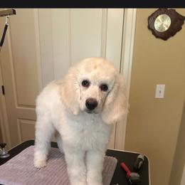 Logan - White male Poodle puppy in Aurora, Colorado from Simply Amazing Doodles