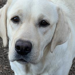 Ellie - Labrador Retriever