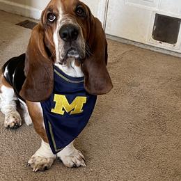 Jackpot - Basset Hound
