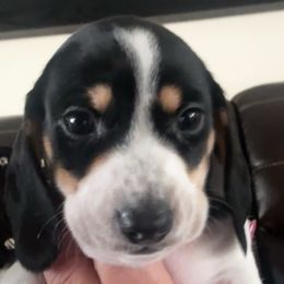 Toby - Dachshund puppy from Empire's Dachshunds