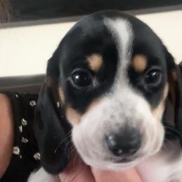 Toby - Dachshund puppy from Empire's Dachshunds