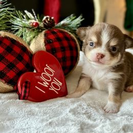 Chihuahua Puppies from Sunset Eves Chihuahuas