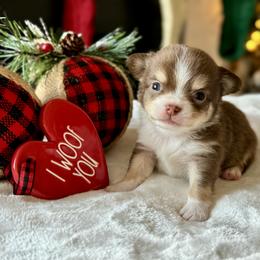 Chihuahua Puppies from Sunset Eves Chihuahuas