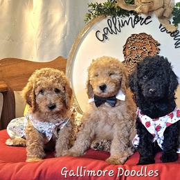 Goldendoodle Puppies from Gallimore Doodles