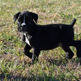 Bella - Brindle female Boxer puppy in Humboldt, Nebraska from Keims Royal Boxers
