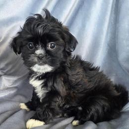 Ruby - Black and white female Shih Tzu puppy in Waynesboro, Pennsylvania from Big Win Shih Tzus