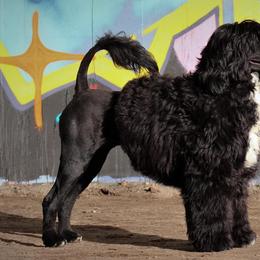 Portuguese Water Dog Puppies from Seaworthy PWD