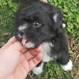 Speed - Black & white male Maltipoo puppy in Boston, Kentucky from MountCarmelPuppies
