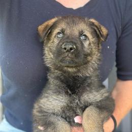Mint collar - Sable female German Shepherd puppy in Canterbury, Connecticut from Nachtwaechter German Shepherds, LLC