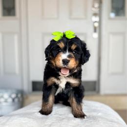 Phoenix - Tri-color female Bernedoodle puppy in West Haven, Utah from Split Mountain Doodles