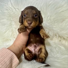 Boy 2 - Chocolate and cream male Dachshund puppy in Fredericksburg, Indiana from Blue River Mini Dachshunds