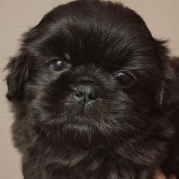 Blaze - Black male Shih Tzu puppy in Memphis, Tennessee from Thorntons Fur Crew
