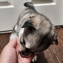 "Harleen and J's Puppies" Siberian Husky Puppies from JK Huskies