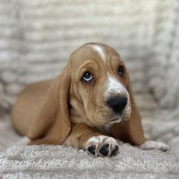 Tootsie Roll (purple) - Red and white female Basset Hound puppy in Kingsport, Tennessee from Bear’s Bassets