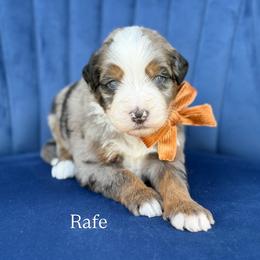 Rafe - Blue merle male Bernedoodle puppy in Bellville, Ohio from Bernedoodle Buddies