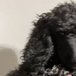 Bowtie - Pink Collar - Black Poodle puppy in Rock Falls, Illinois from O'So Sharp Dogs