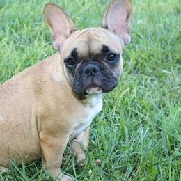 French Bulldogs from Clearview boxers