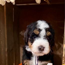 Cardigan - Tri-color female Bernedoodle puppy in Gilbert, Arizona from The Berne Barn... it’s a Doodle thing!