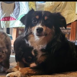 Josie - Miniature Australian Shepherd