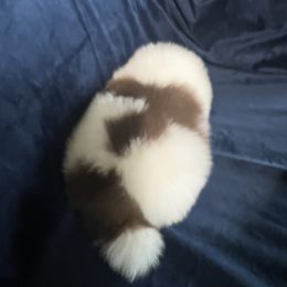 Pomeranian Puppies from Country Lane Kennels