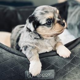 Blue Merle Tri Male - Merle male Shichon puppy in Grand Rapids, Michigan from Great Lakes Teddy Bear Dogs