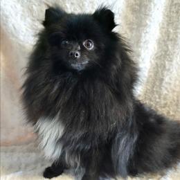 Morrigan - Pomeranian