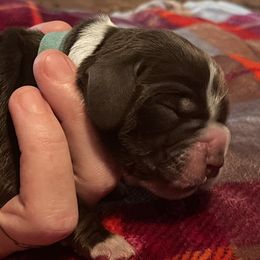 Iceman - Black white and tan English Springer Spaniel puppy in Worthington, Indiana from Fidelis Springer Spaniels