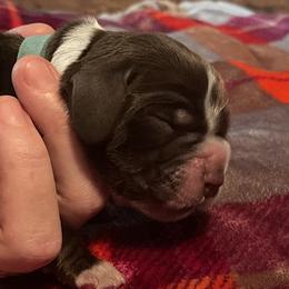 Iceman - Black white and tan English Springer Spaniel puppy in Worthington, Indiana from Fidelis Springer Spaniels
