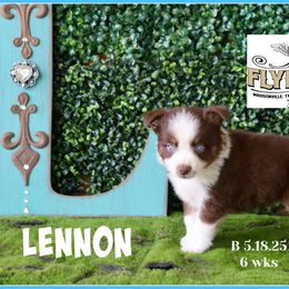 Lennon - Red tri male Miniature Australian Shepherd puppy in Madisonville, Texas from Flying LL Aussies