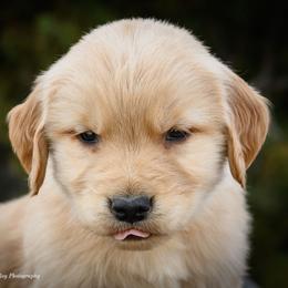 Golden Retriever Puppies from AmazingK9s