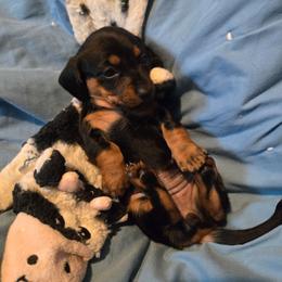 Hurricane - Black and tan female Dachshund puppy in Kirtland, New Mexico from EZ 2 Love Dachshunds