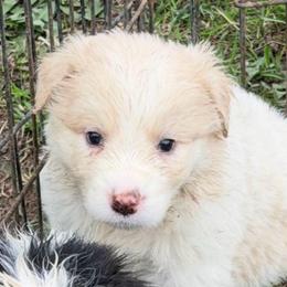 OTTO - Gold male Border Collie puppy in Lakeview, Michigan from Haven Creek Farm
