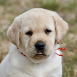 Labrador Retrievers from Dukes Retirevers