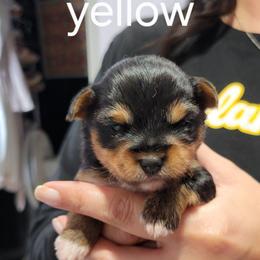 Cookie - Black and tan female Yorkshire Terrier puppy in Chickasha, Oklahoma from SISSYS YORKIES